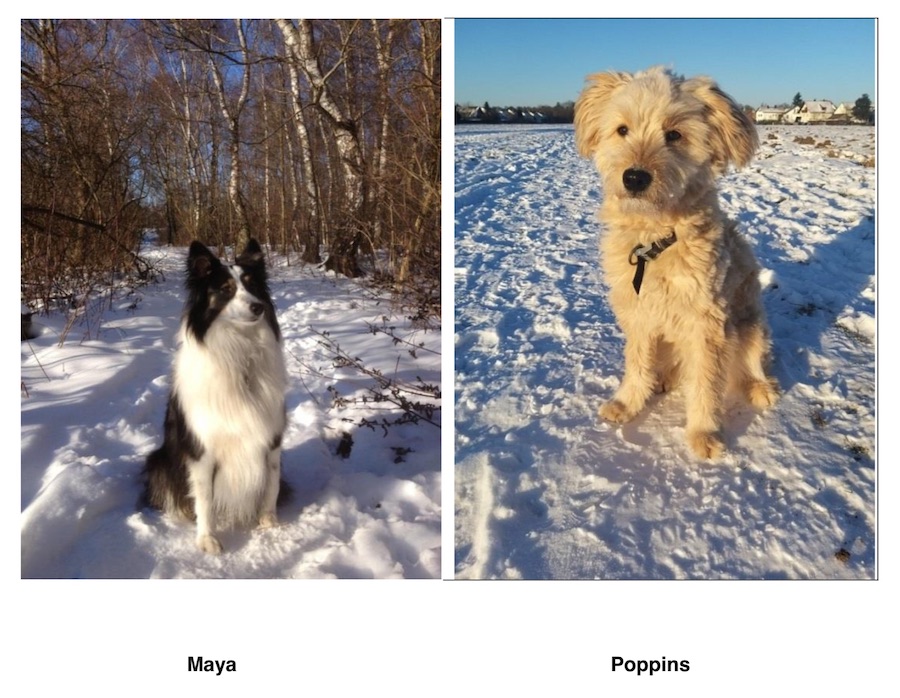 Schulhunde Maya Poppins